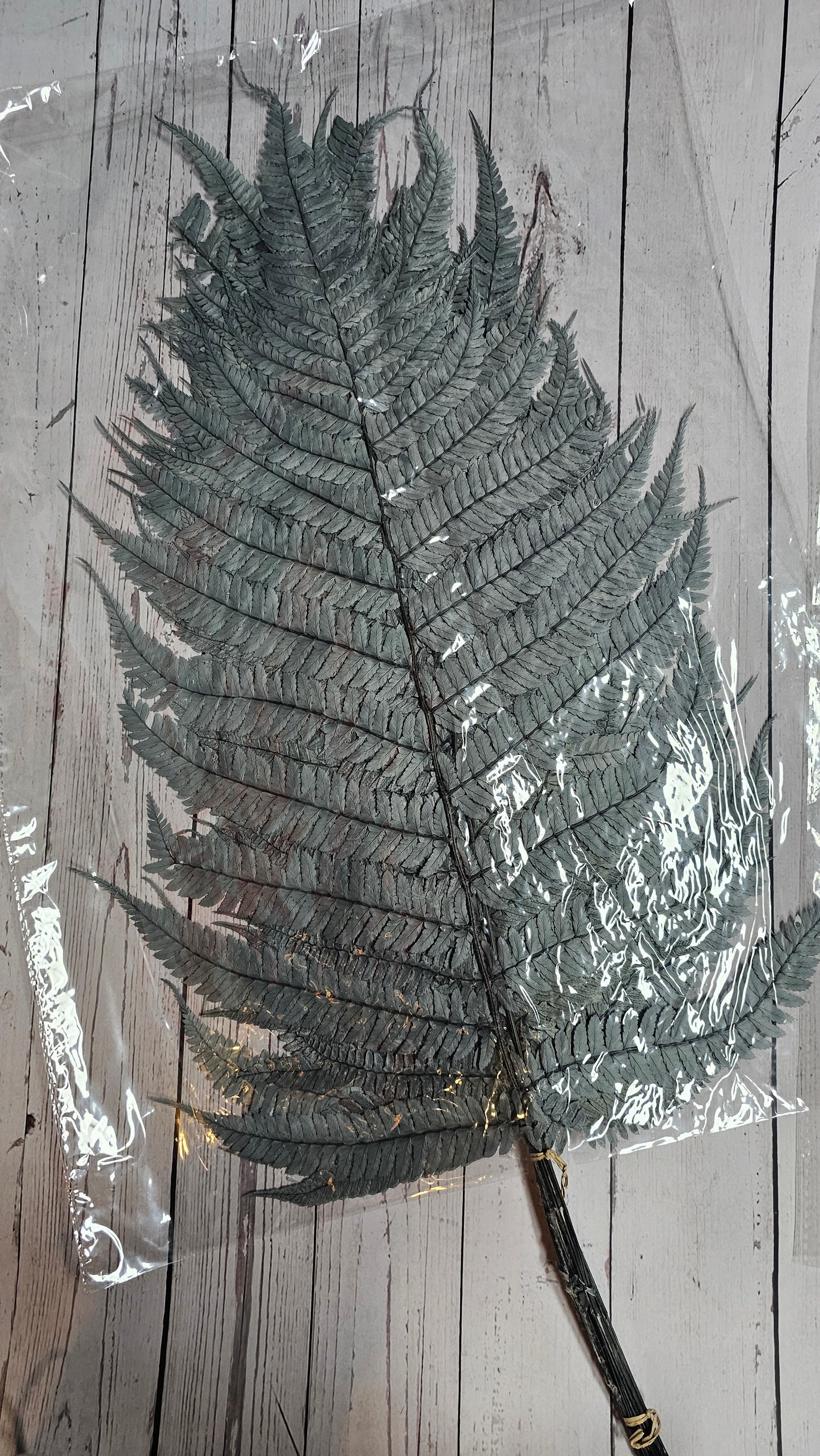 Dried Big Fern Leaf (Large)