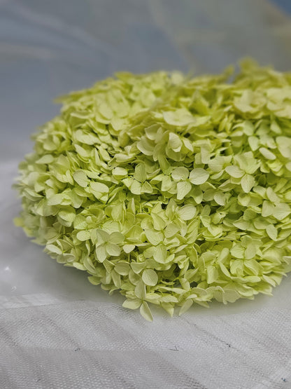 Preserved Hydrangeas (Stem)