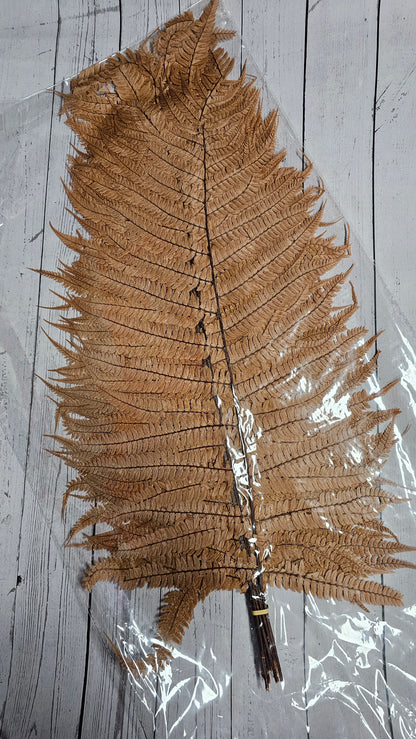 Dried Big Fern Leaf (Large)