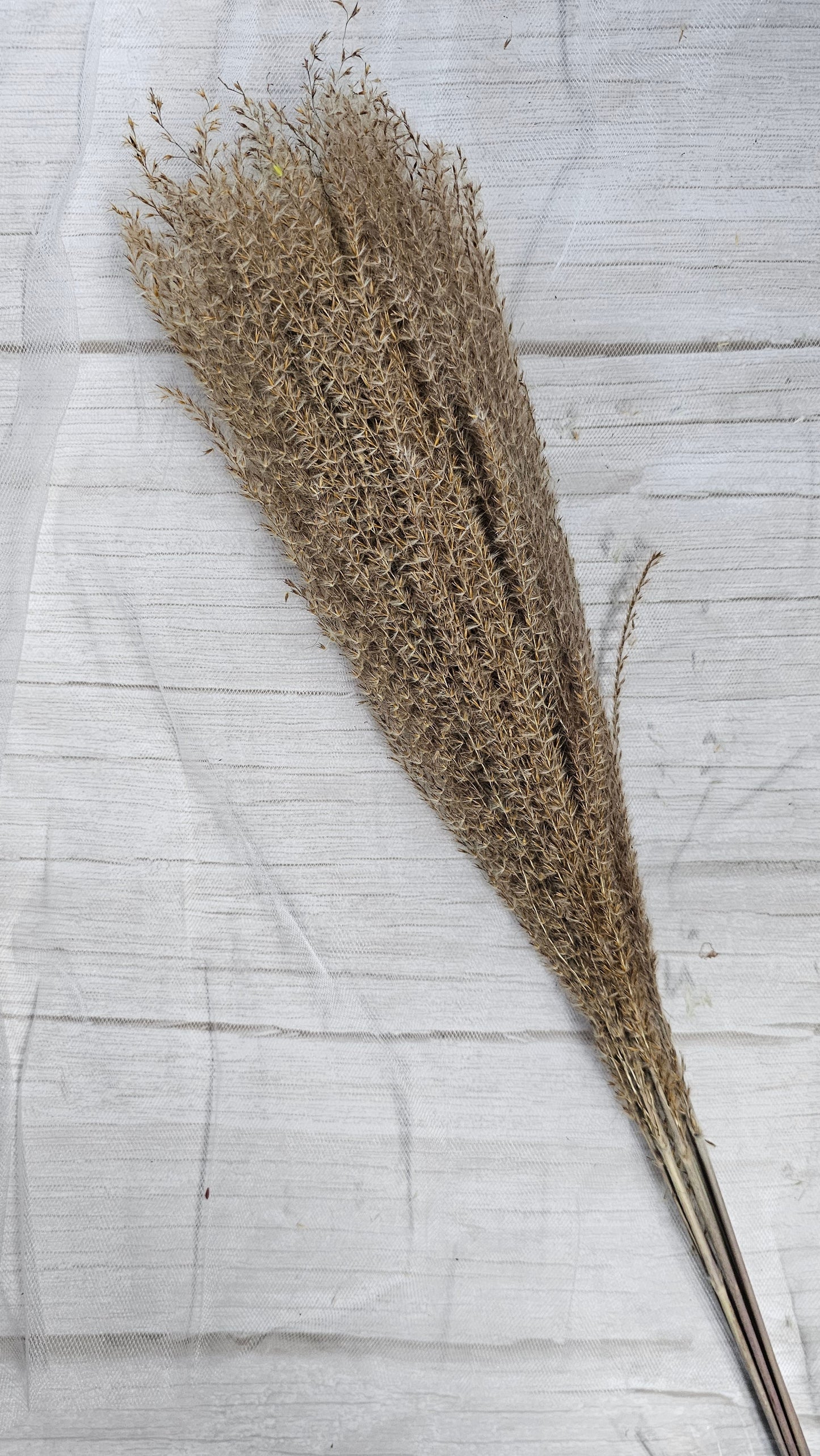 Preserved Oatspray-brush / Fly Whisk