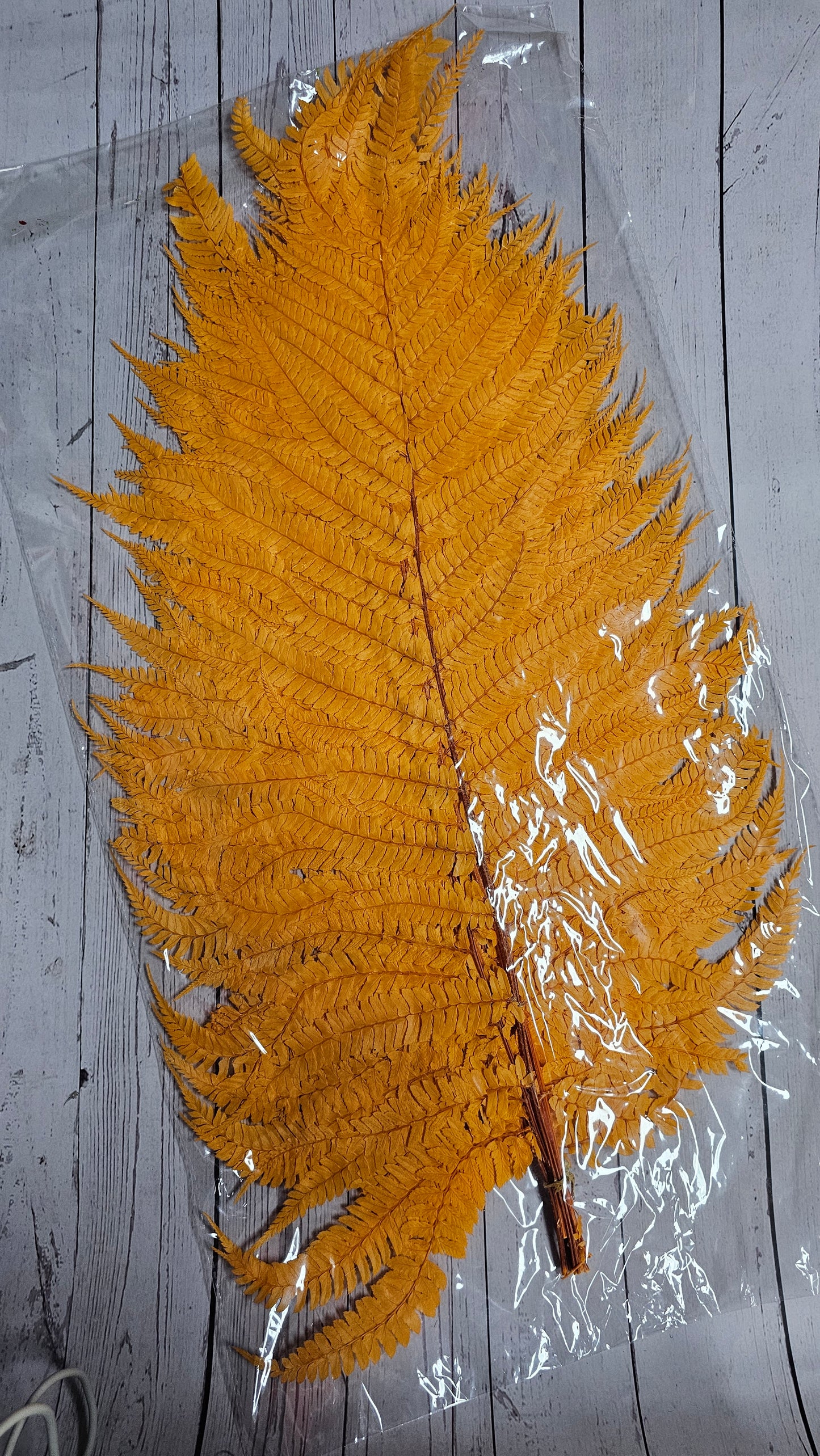 Dried Big Fern Leaf (Large)