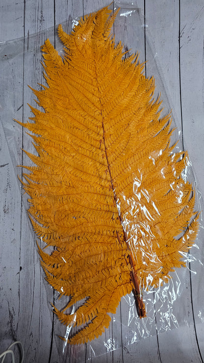 Dried Big Fern Leaf (Large)