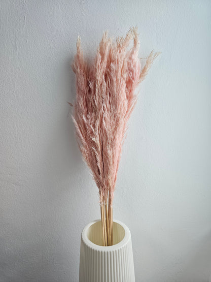 Dried & Preserved Pampas