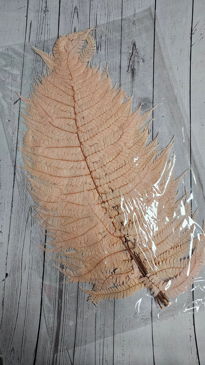 Dried Big Fern Leaf (Large)