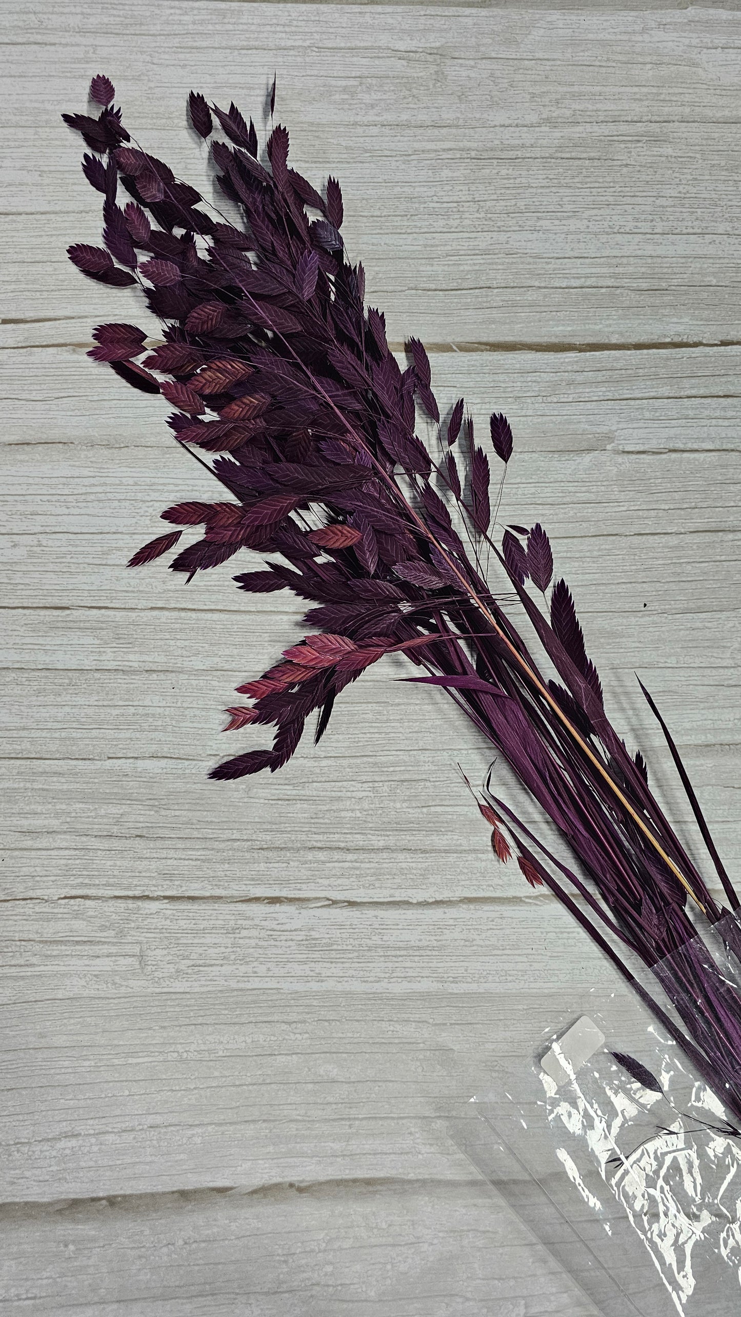 Northern Sea Oats Grass / Small Hope Grass