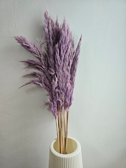 Dried & Preserved Pampas