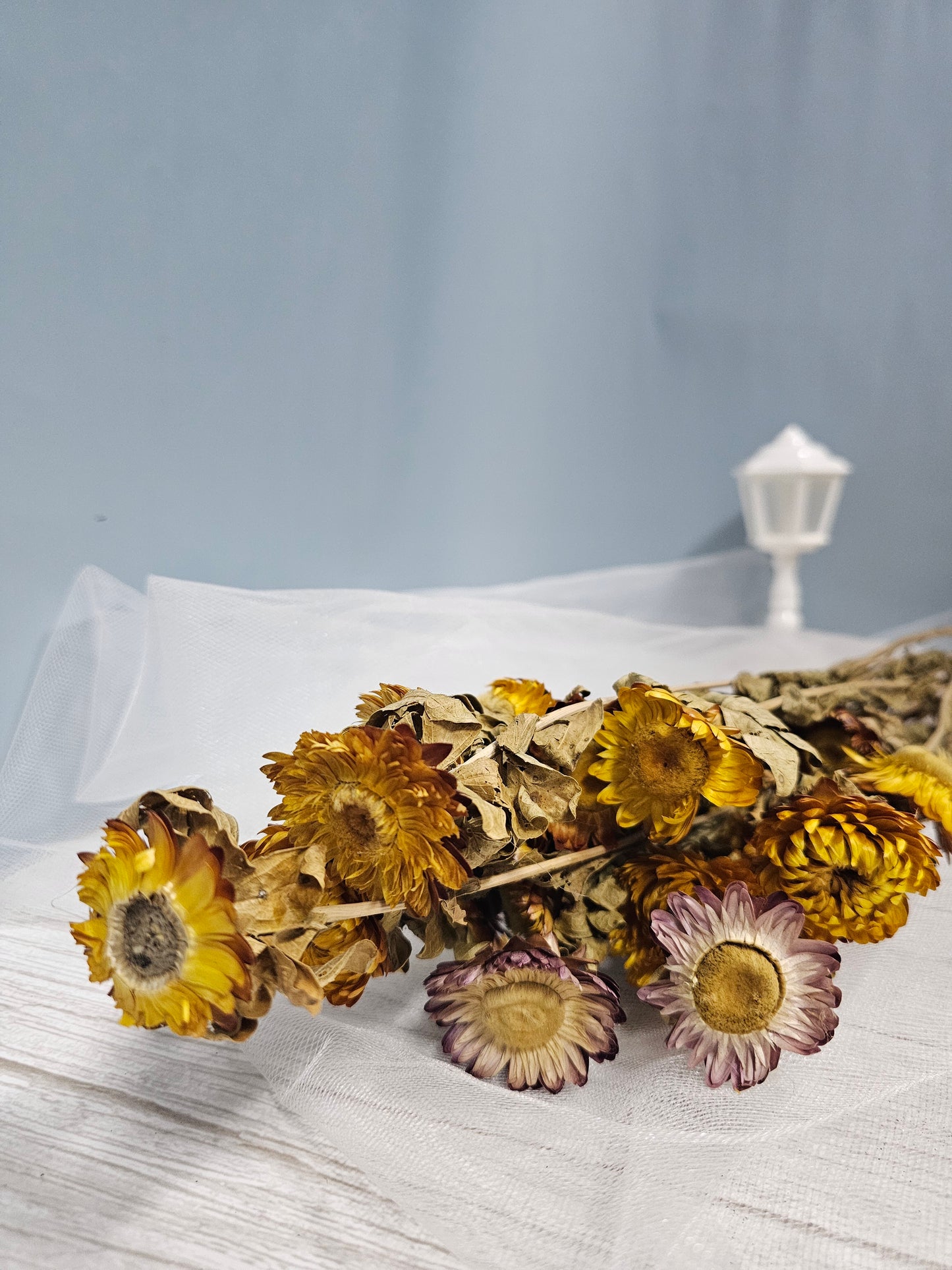 Preserved Chrysanthemum