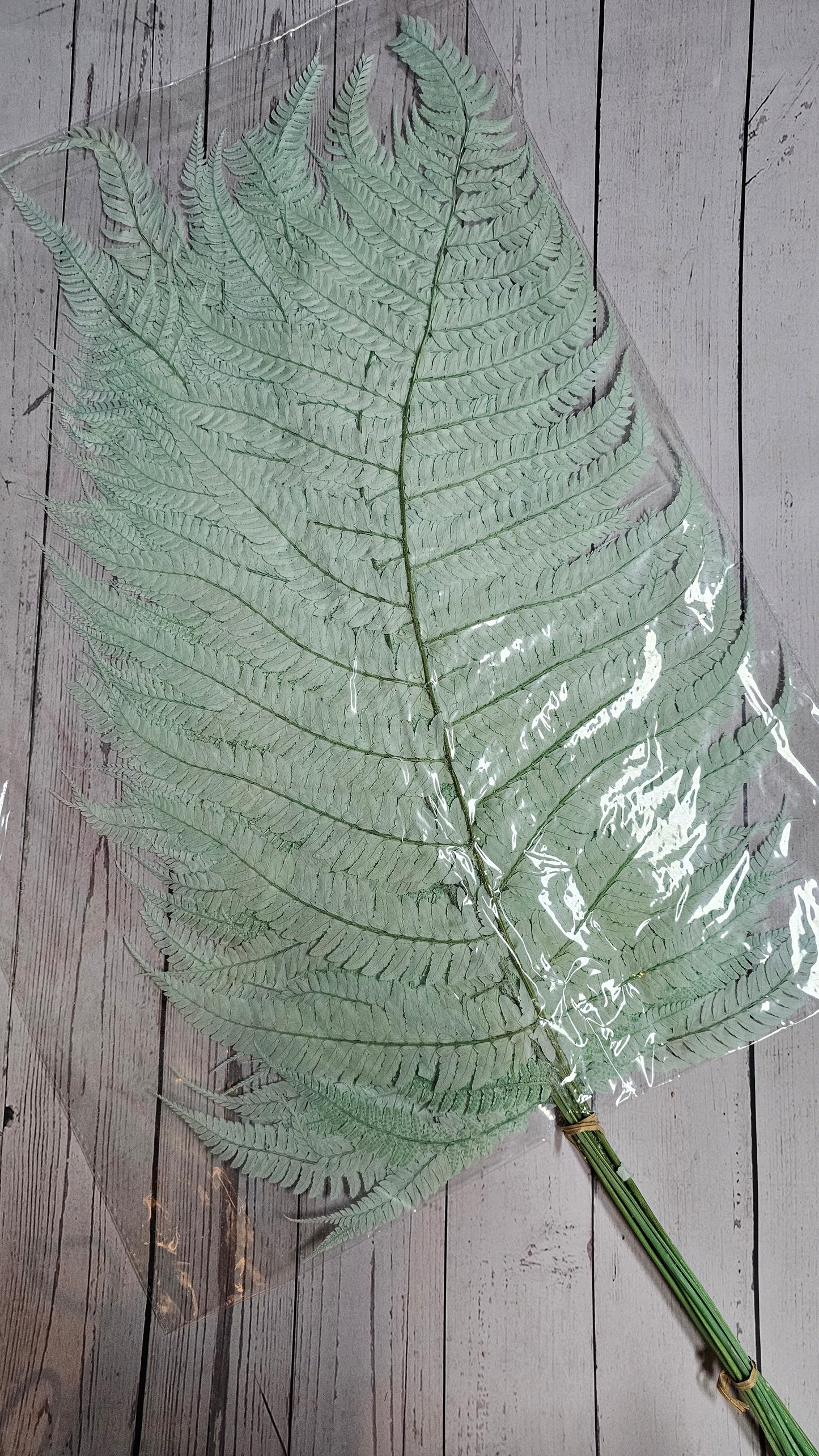 Dried Big Fern Leaf (Large)