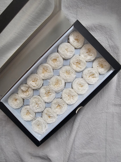 Preserved Mini Austin Roses