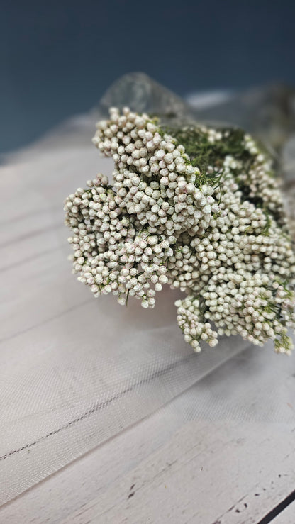 Preserved Rice Flower