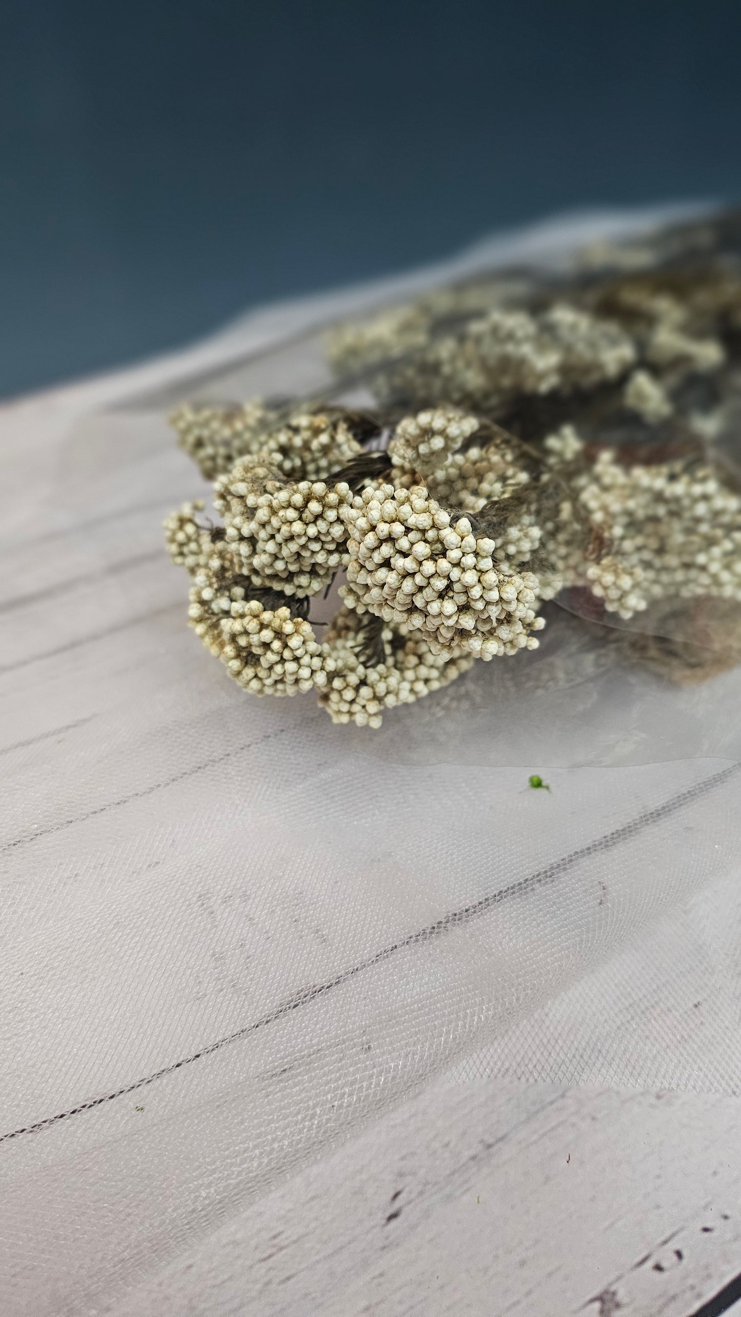 Preserved Rice Flower