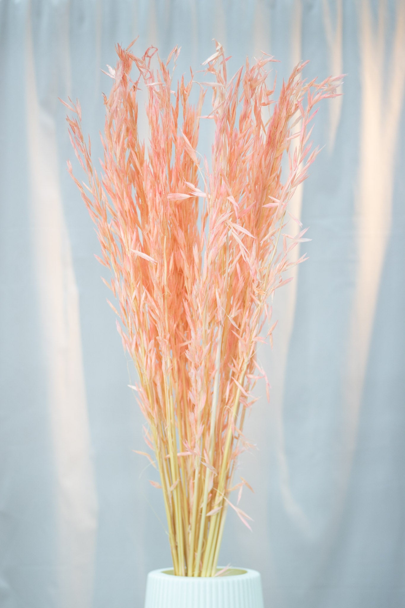 Preserved Oats Flower