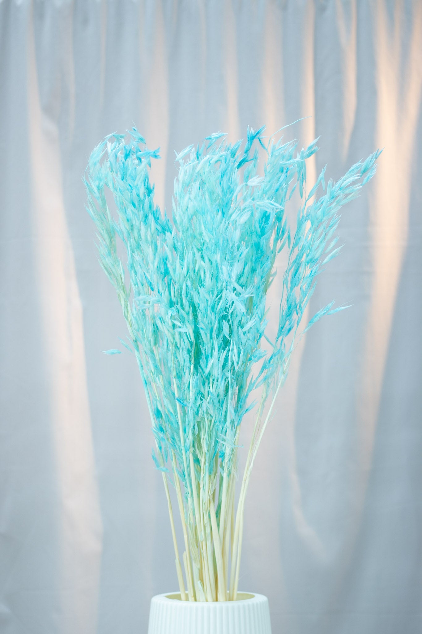 Preserved Oats Flower