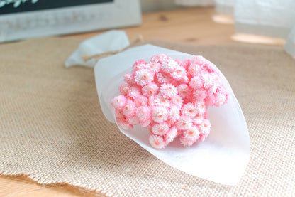 Preserved Helichrysum Immortelle