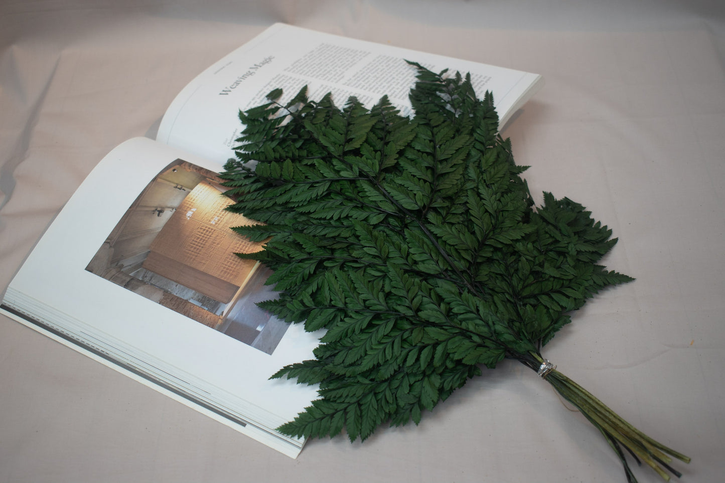 Preserved Rabbit Foot Fern