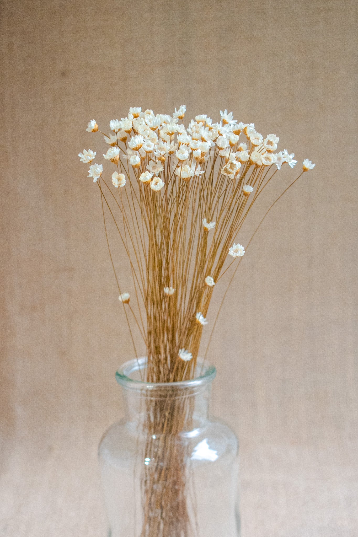 Preserved Brazilian Star Flower