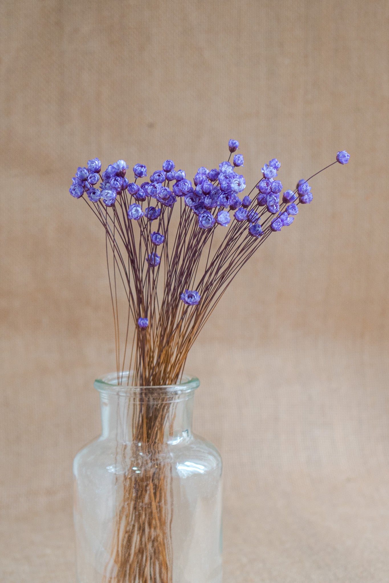 Preserved Brazilian Star Flower