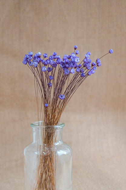 Preserved Brazilian Star Flower