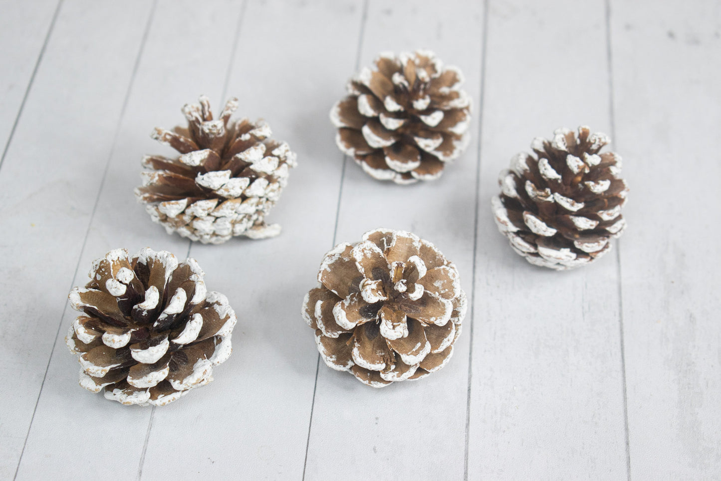 Pine Cones