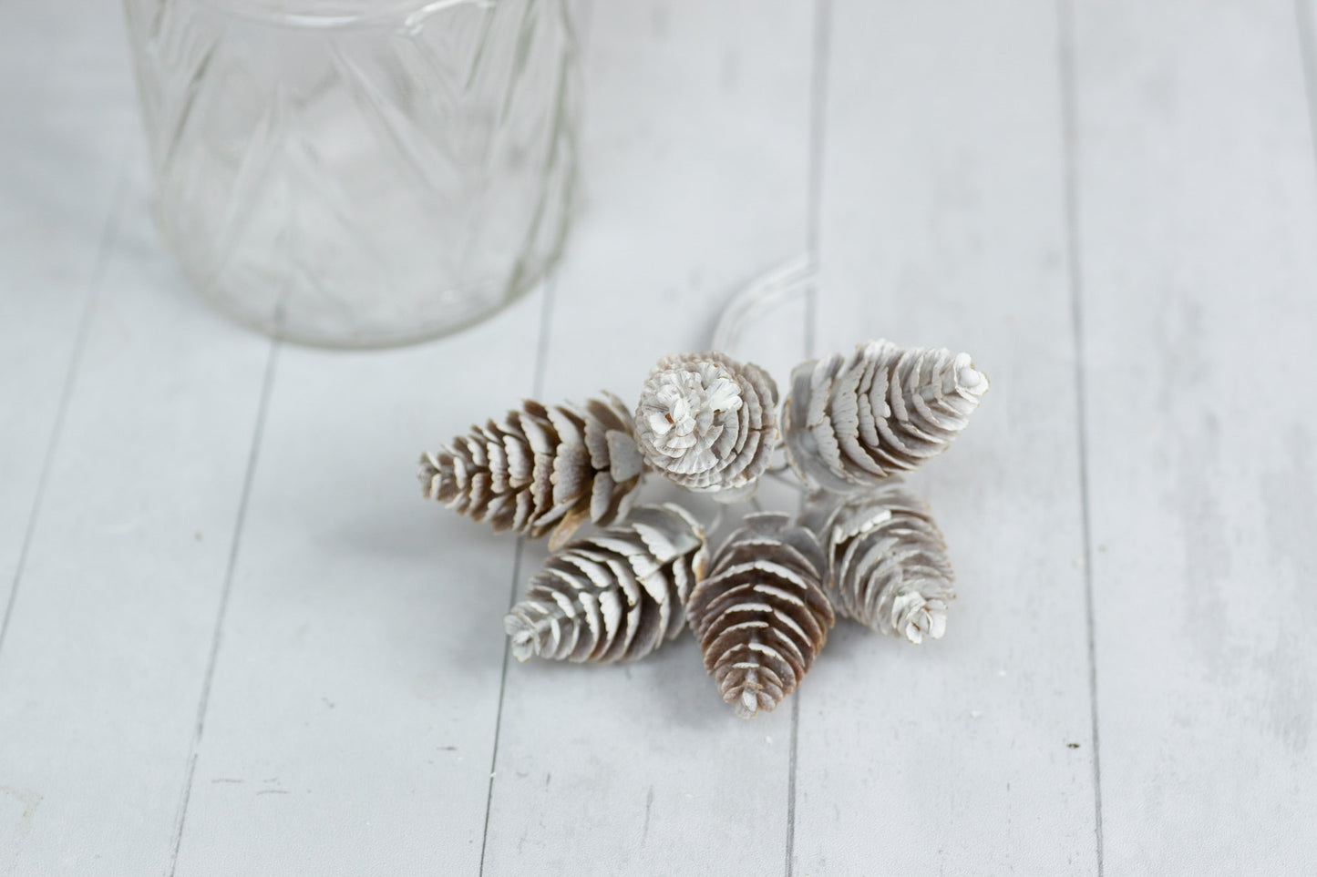 Pine Cones