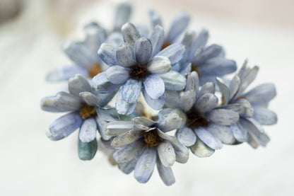 Japanese Seed (Wood Flower)