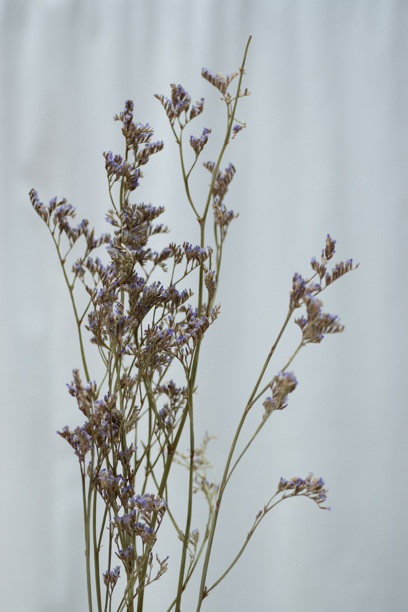 Preserved Limonium