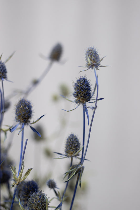 Preserved Thistle