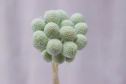 Preserved Craspedia Ball / Billy Buttons