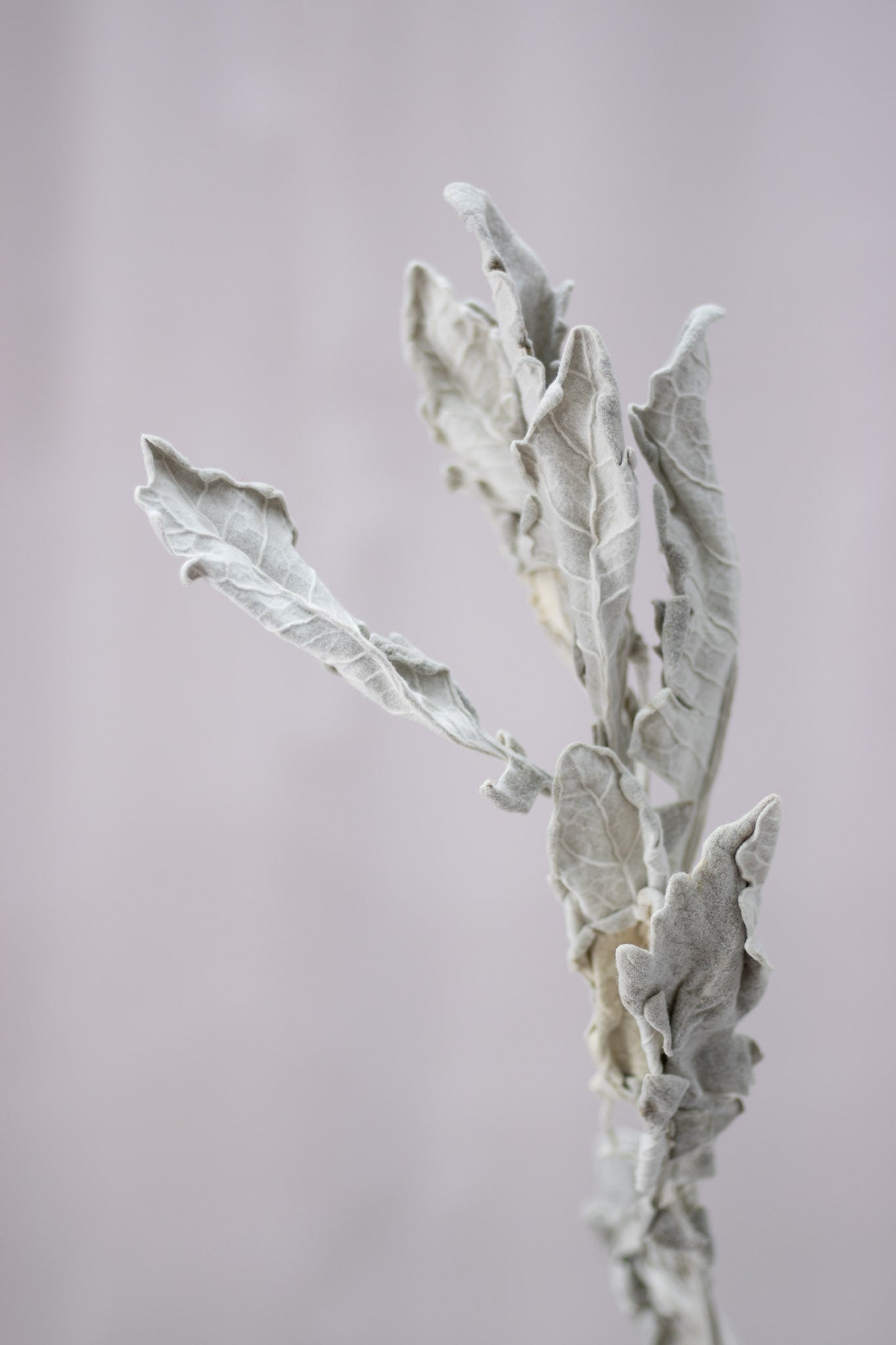 Preserved Dusty Miller