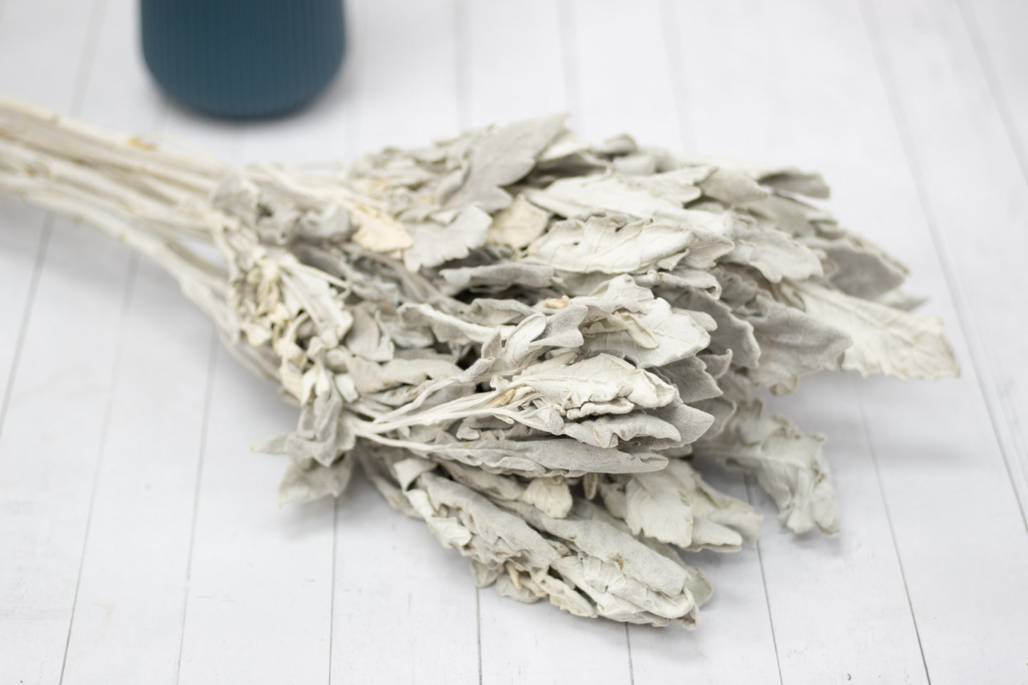 Preserved Dusty Miller