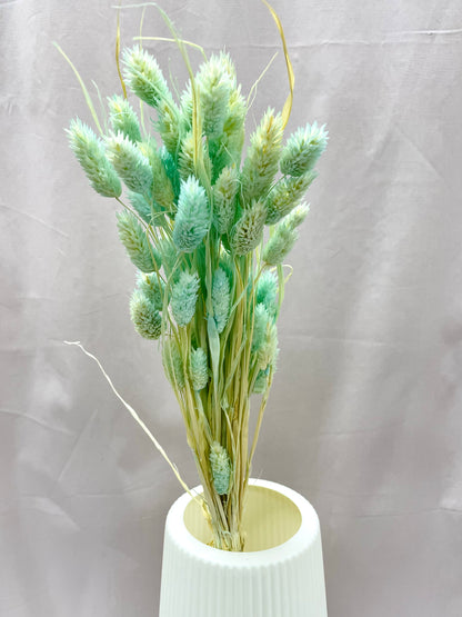 Preserved Phalaris / Gem Grass