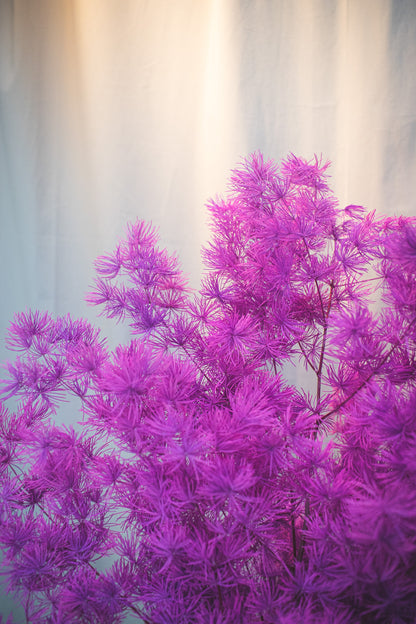 Preserved Asparagus Fern (Small)