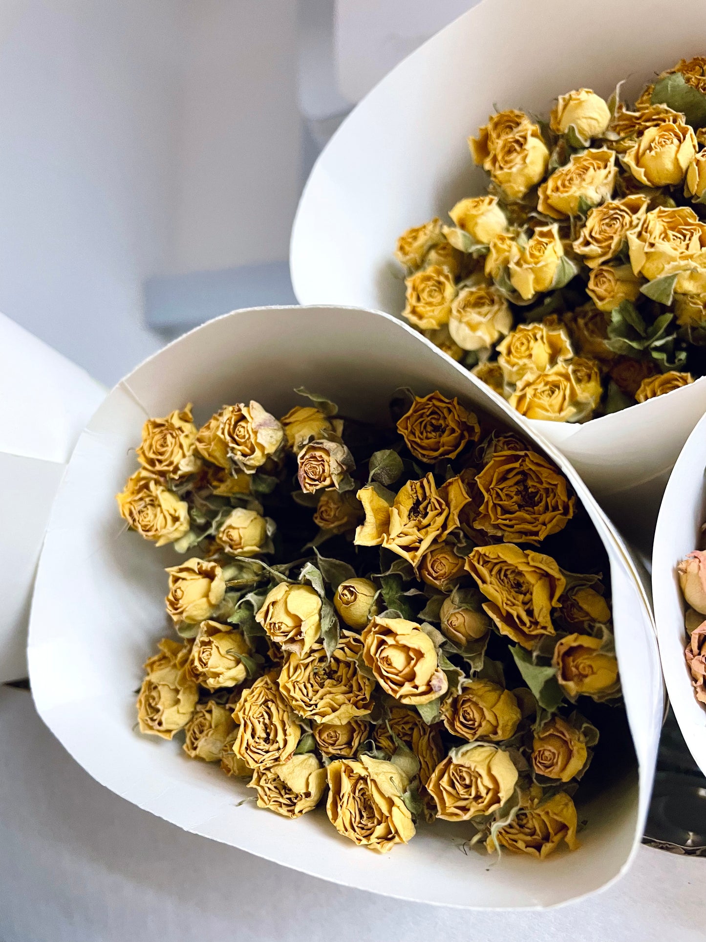 Dried Roses