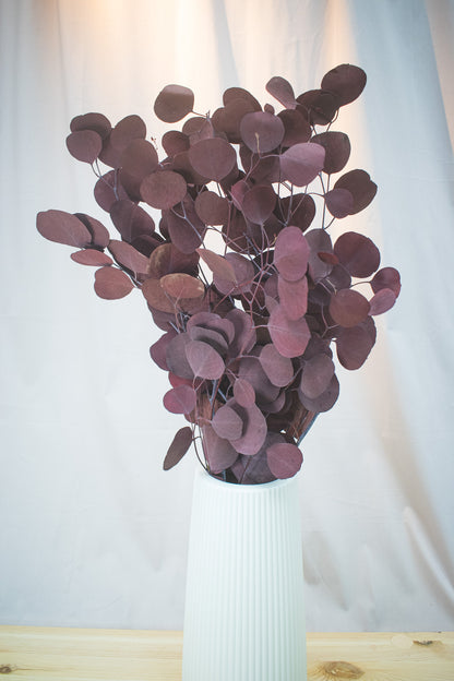 Preserved Apple Leaf Eucalyptus