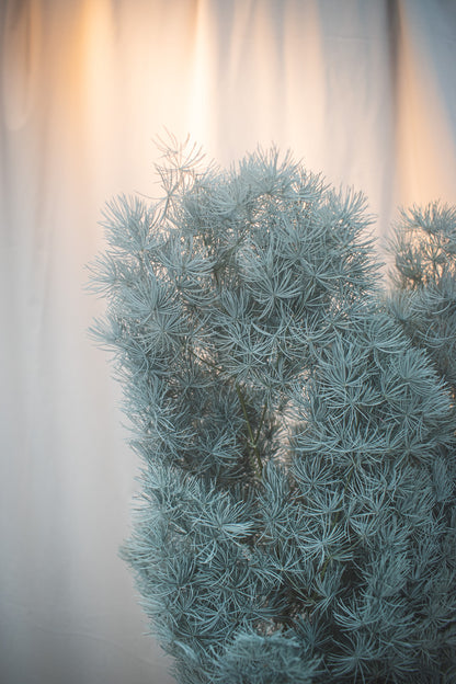 Preserved Asparagus Fern (Small)