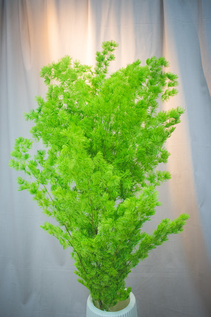 Preserved Asparagus Fern (Small)