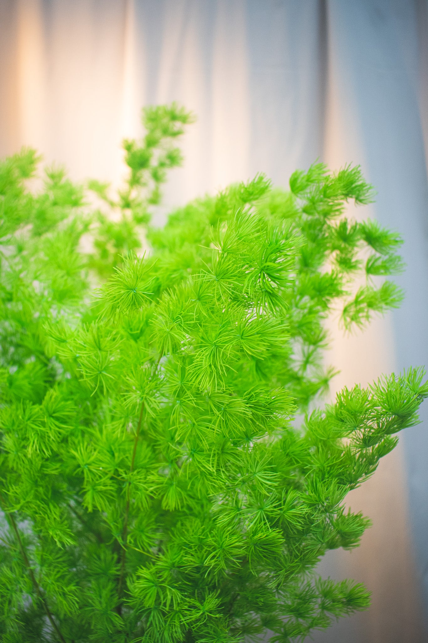 Preserved Asparagus Fern (Small)